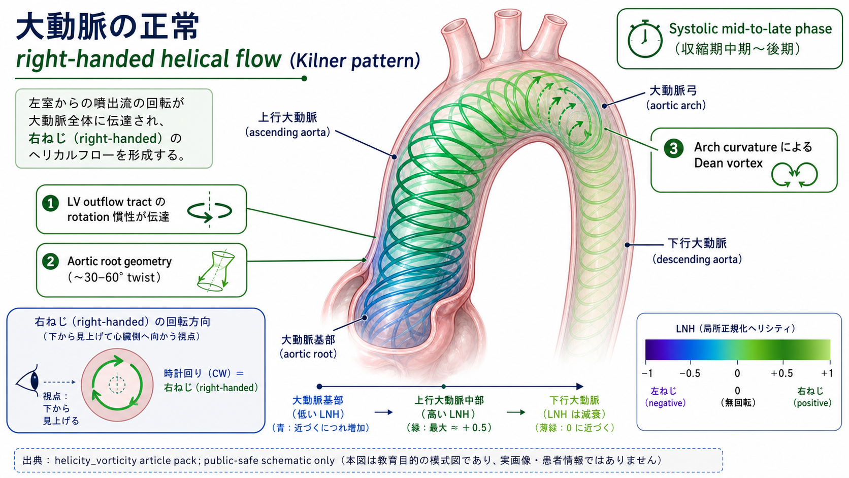 健常大動脈の収縮期 right-handed helical flow pattern (Kilner 1993 系)