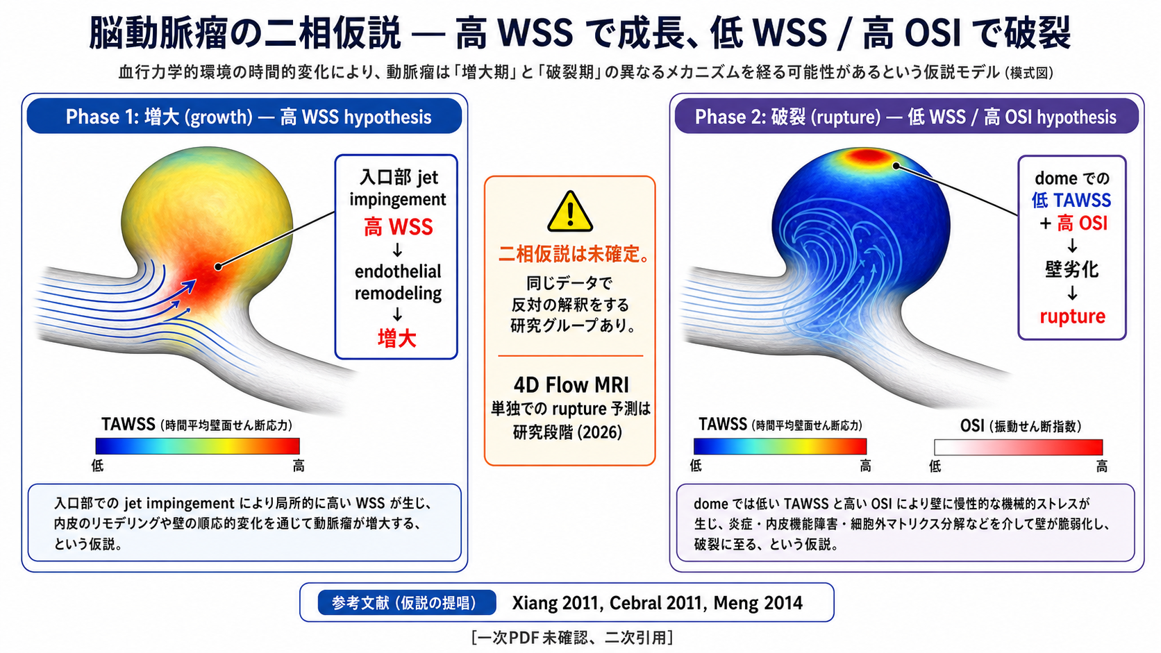 脳動脈瘤での高 WSS / 低 WSS 二相仮説の模式図
