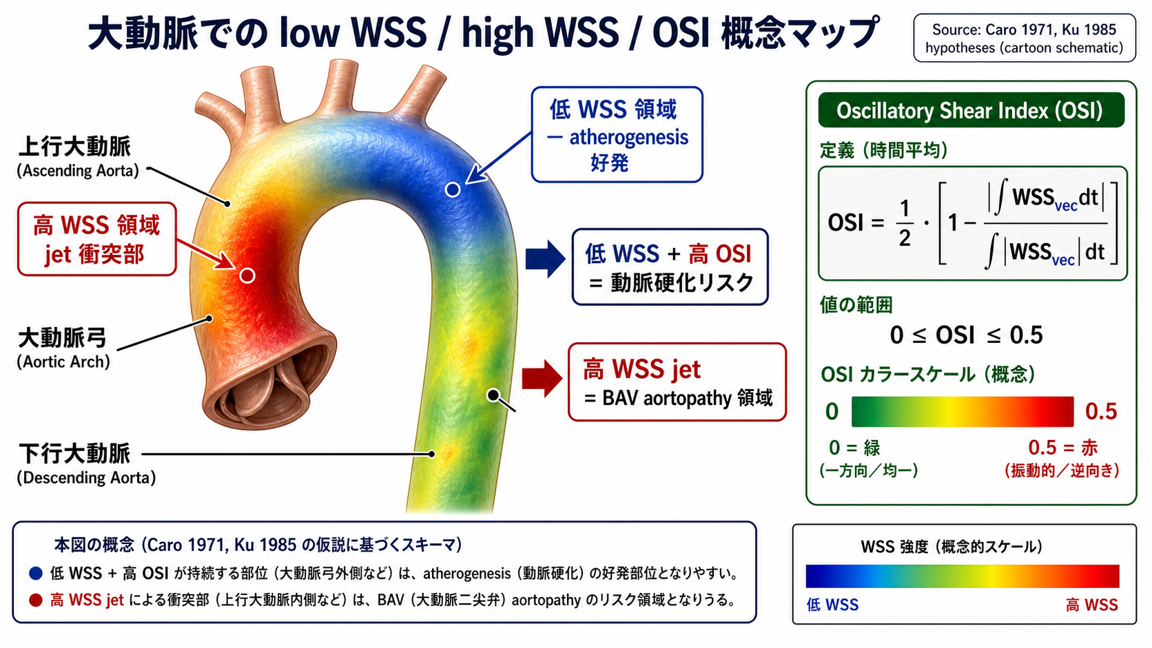 大動脈での低 WSS / 高 WSS / OSI 領域マップと臨床的意味づけ